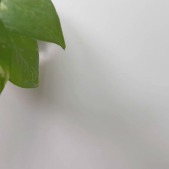 Mini Face Mask Brush