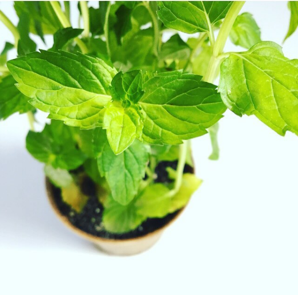 Mint Benefits Scrub Inspired 